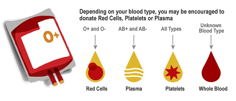 What are blood platelets?